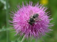 native-plant